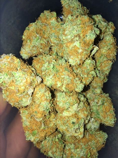 gucci canabis|Gucci og cannabis strain.